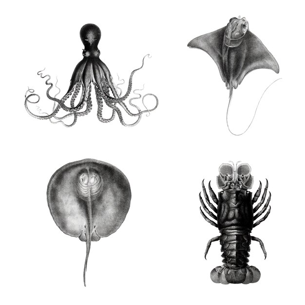 Набор иллюстраций видов морской жизни
