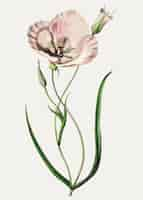 Free vector mariposa lily