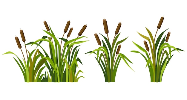Бесплатное векторное изображение Трава тростниковая болотная набор болотных рогозов камыш вектор