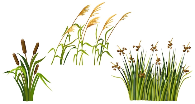 Marsh reed grass Set of swamp cattails Vector bulrush white background