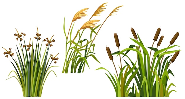 Free vector marsh reed grass set of swamp cattails vector bulrush white background