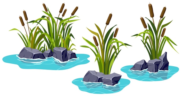 池の沼地の葦の草の石湖の沼のガマの岩のセットベクトルbulrush