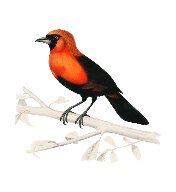 Tanager cremisi mascherato (ramphocelus nigrogularis)