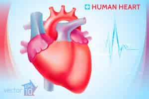 Free vector medical anatomical cardio template with colorful human heart on light blue