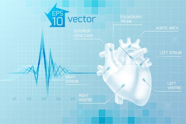 Medical care with human heart anatomy on light blue in digital style