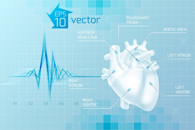 デジタルスタイルの水色の人間の心臓の解剖学による医療