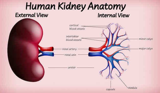 Бесплатное векторное изображение Медицинская анатомия почек человека
