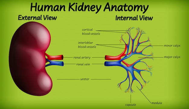 Free vector medical human kidney anatomy