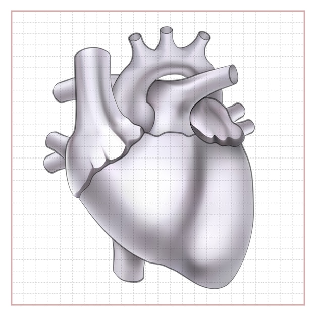 Free vector medical organ sketch