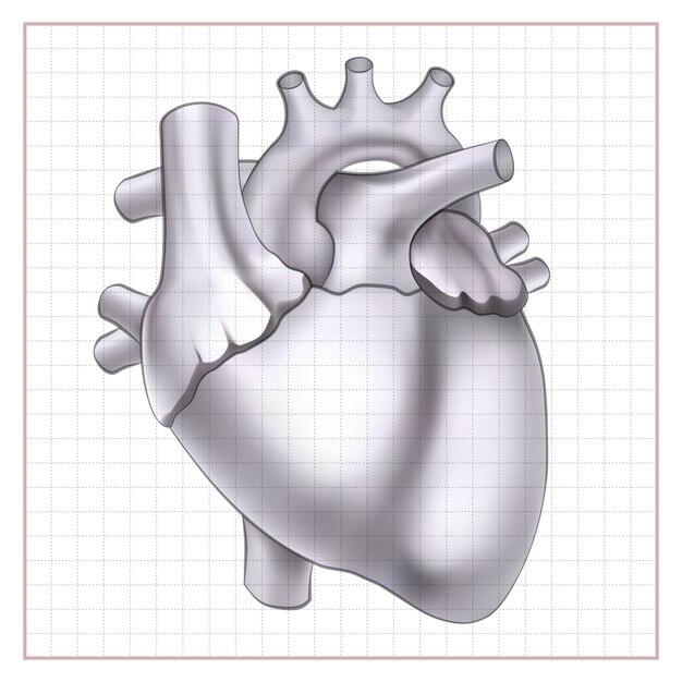 medical organ sketch