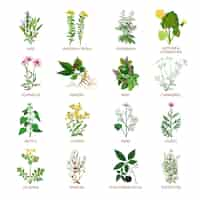 Free vector medicinal herbs icons flat