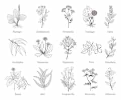 Free vector medicinal herbs and plants doodle collection. hand drawn herb for medicinal use, herbal plant sketch drawing illustration