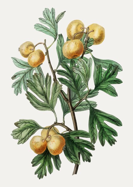 Mediterranean medlar