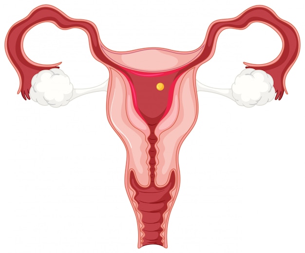 Менструальный цикл для женщины