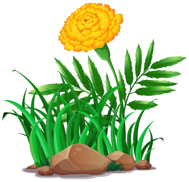 Free vector merigold flower in garden