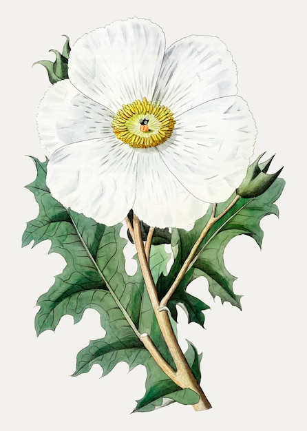 Free vector mexican prickly poppy