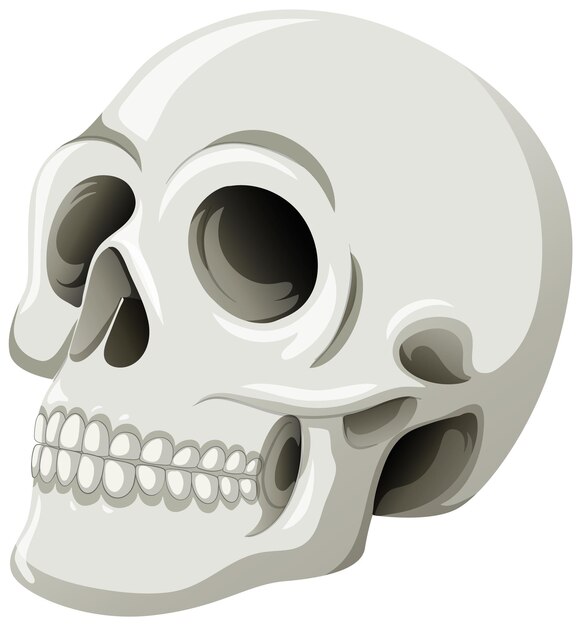 mexican skull vector illustration