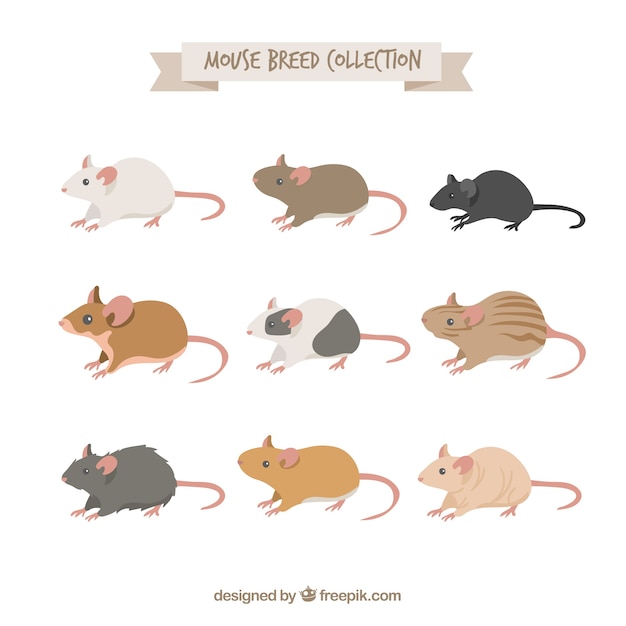 Mice breed collection of nine