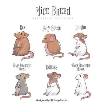 Hamster lifespan Vectors & Illustrations for Free Download