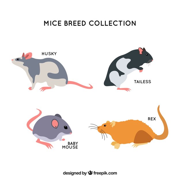 Mice breed set of four