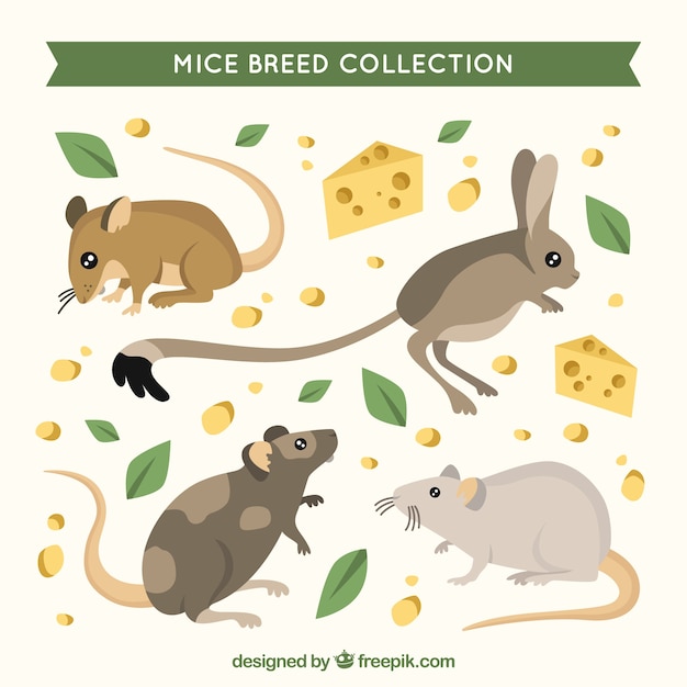 Mice collection with cheese