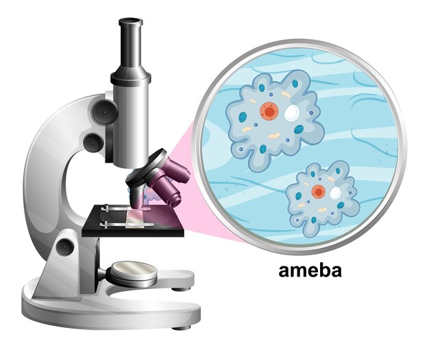Микроскоп с анатомической структурой Амебы на белом фоне