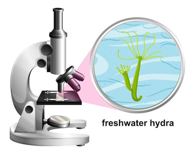 Microscope with anatomy structure of Freshwater Hydra on white background