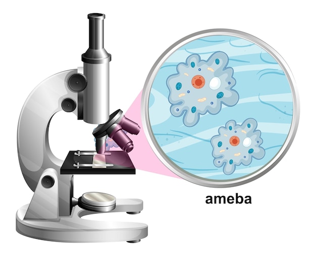 흰색 바탕에 ameba의 해부학 구조와 현미경