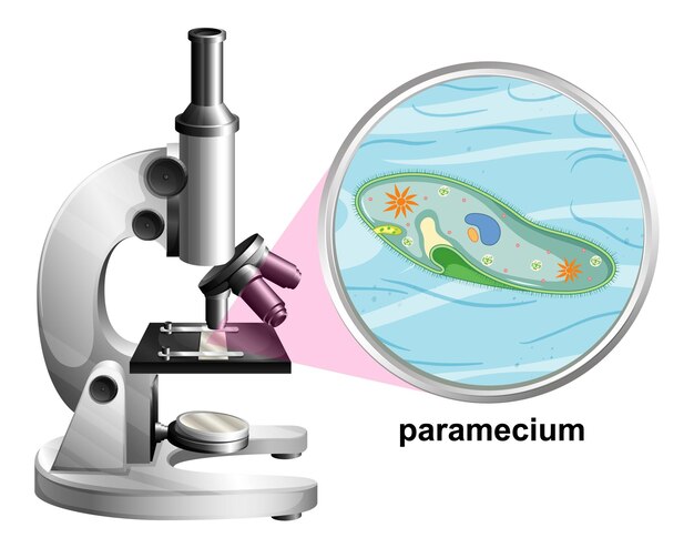 Microscope with anatomy structure of Paramecium on white background