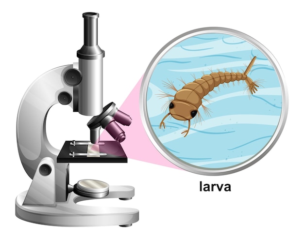 白い背景の上の幼虫の蚊と顕微鏡