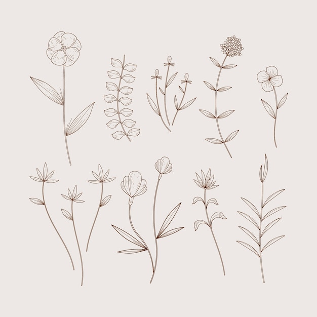 Minimalist botanic herbs and wild flowers