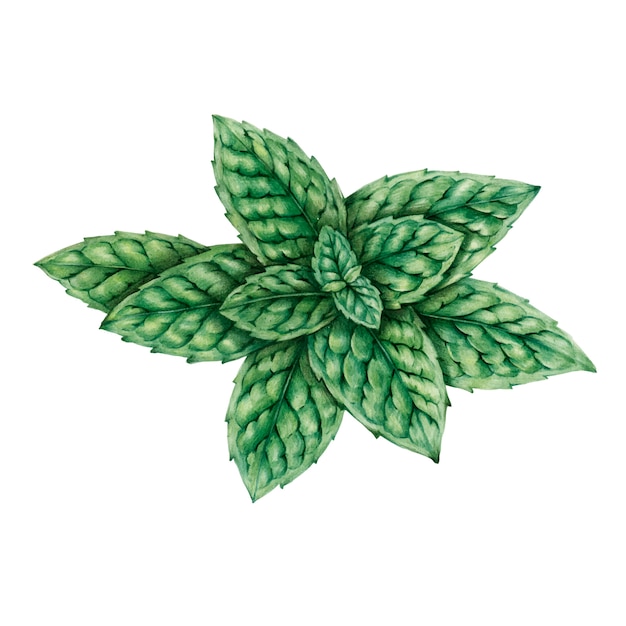 Download Free Mint SVG DXF EPS PNG - Best Website Free Download SVG Cut Files Cricut Explore, Silhouette ...