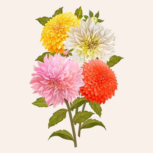 Mixed Dahlia flowers