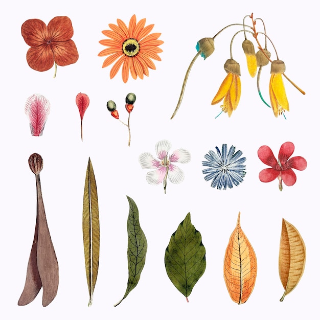 混合花と葉セットベクトル