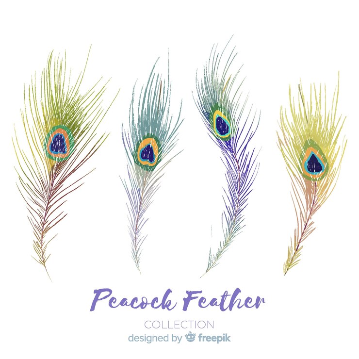Free Vector modern hand drawn peacock feather collection