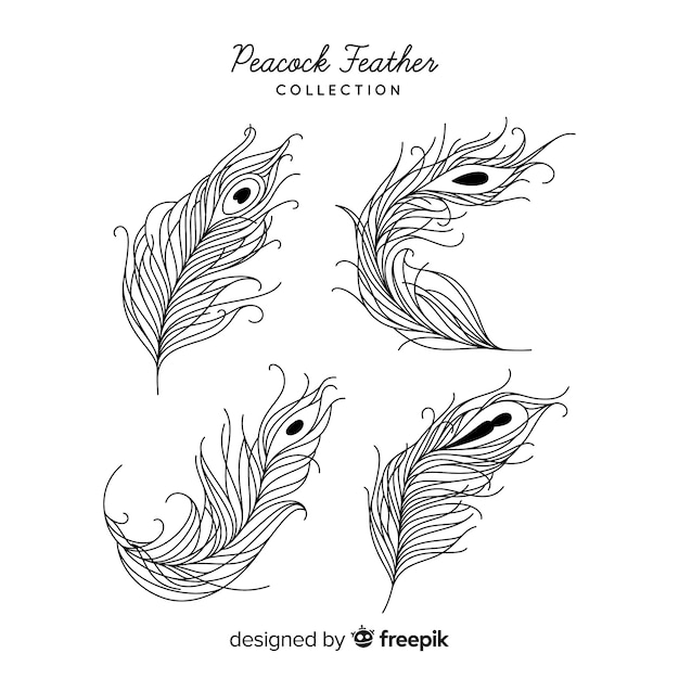 Modern hand drawn peacock feather collection