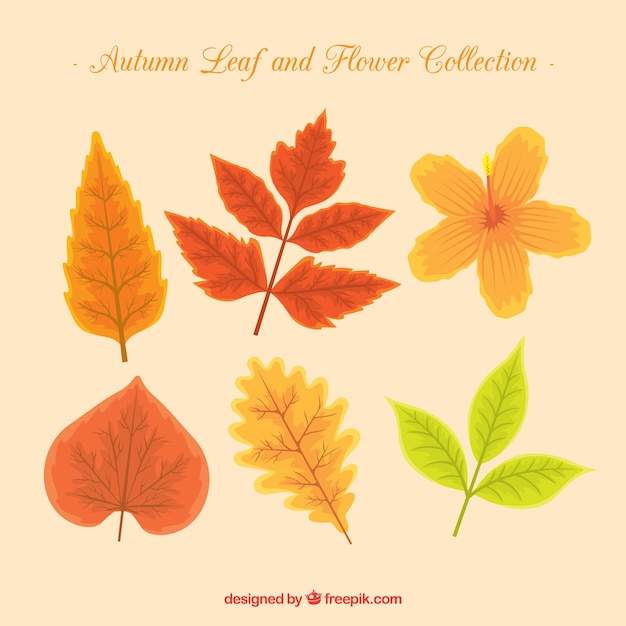 Free vector modern set of autumn leaves