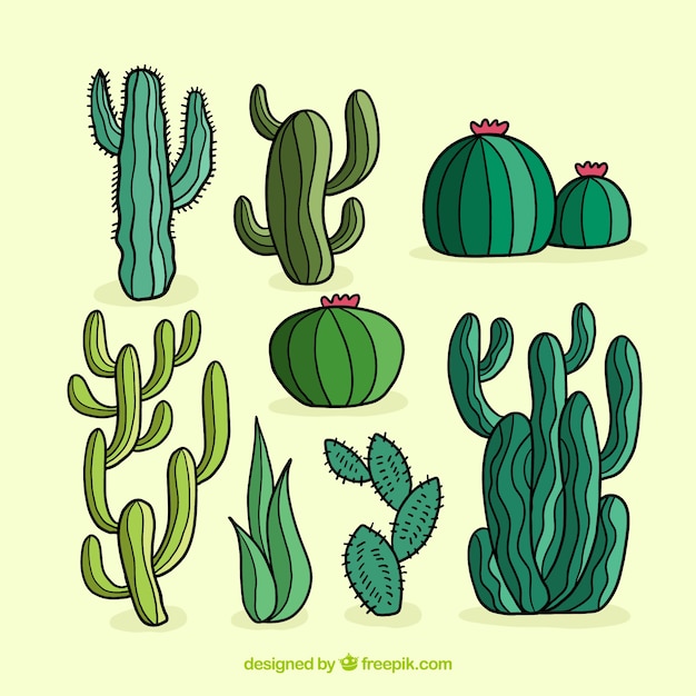 Free vector modern set of hand drawn cactus