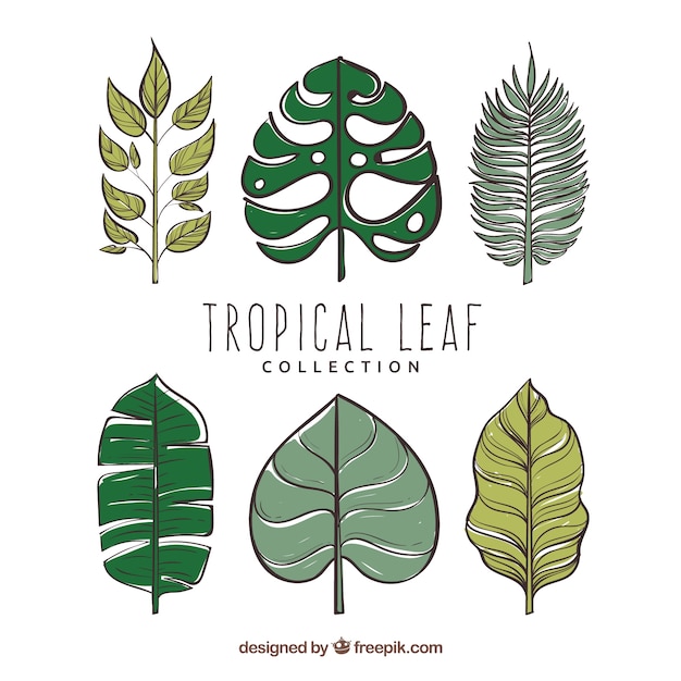 Modern set of hand drawn tropical leaves