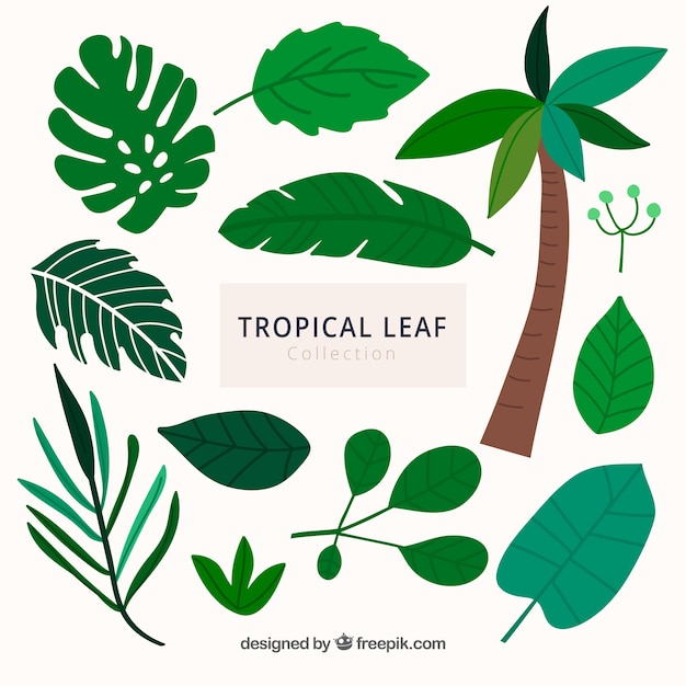 Modern set of hand drawn tropical leaves