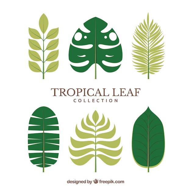 Modern set of tropical leaves with flat design