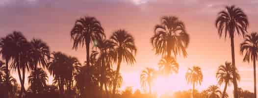 Free vector modern simple palm trees summer facebook profile cover