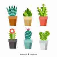 Free vector modern variety of flat cactus