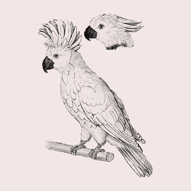 Moluccan cockatoo vintage style