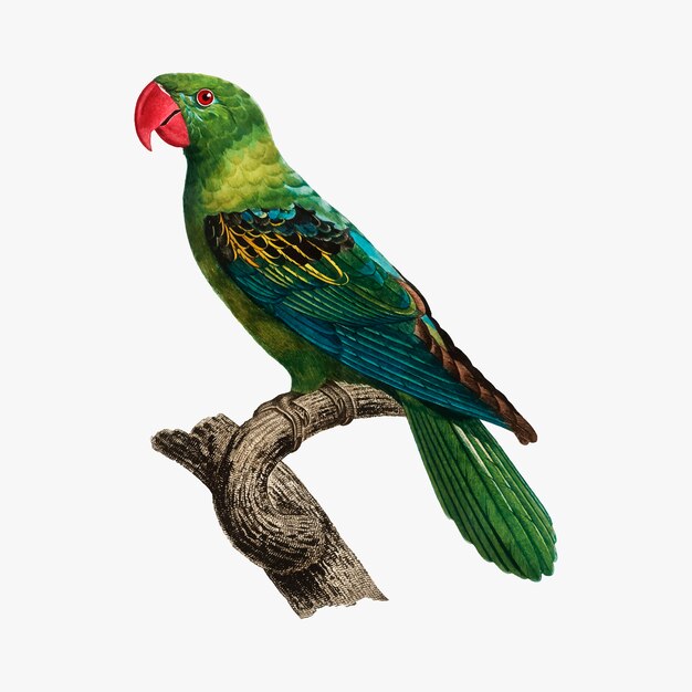 Moluccan parrot