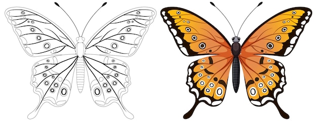 Free vector monarch butterfly from line art to color