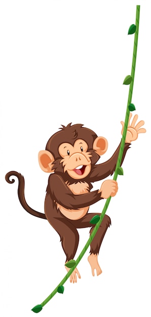 Free vector monkey on vine white background