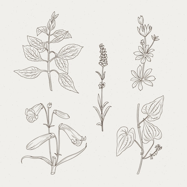 Free vector monochromatic herbs and flowers