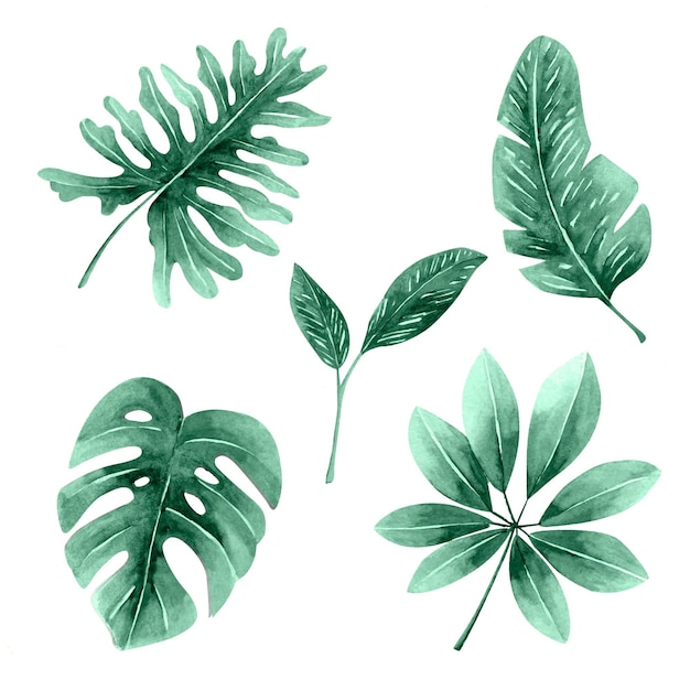 Monochromatic tropical leaves