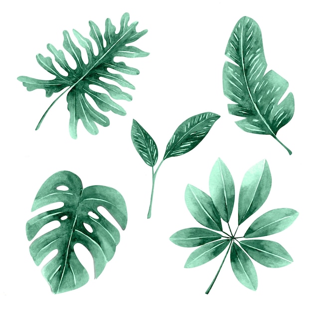 Однотонные тропические листья